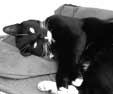 Black and White Cat